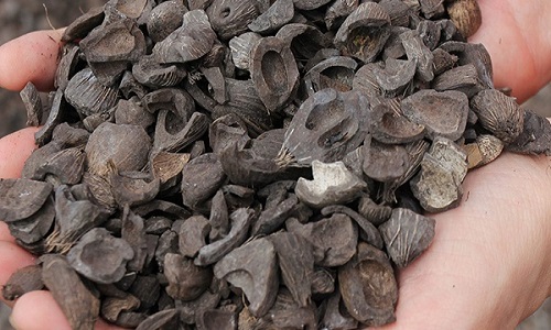 Palm Kernel Shell
